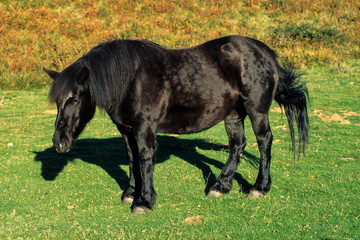 Cheval, race Poney Merens