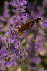 black-and-orange butterfly hive urticaria sits on small lilac wildflowers. butterfly insect in natural habitat, close-up nature photo with bokeh and with variable focus.