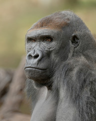 Male Western Lowland Silverback Gorilla closeup portrait