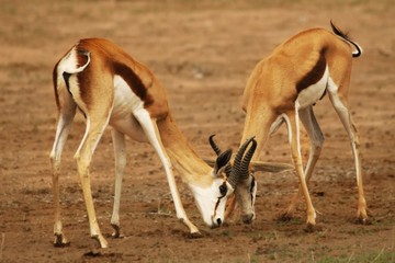 Naklejka na ściany i meble Two springboks (Antidorcas marsupialis) males fighting in Kalahari desert.