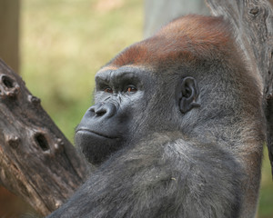 Male Western Lowland Silverback Gorilla closeup portrait