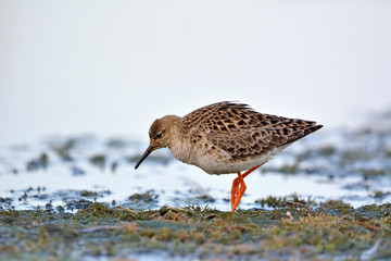 Ruff (Philomachus pugnax), Greece