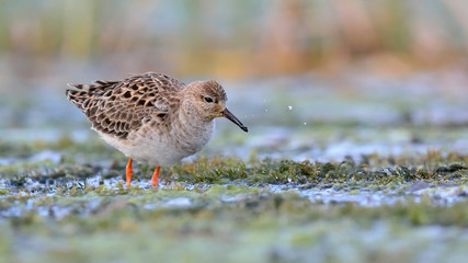 Ruff (Philomachus pugnax), Greece