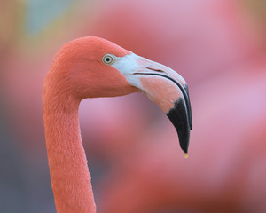 Pink flamingo closeup profile portrait against smooth pink background