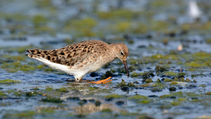 Ruff (Philomachus pugnax), Greece