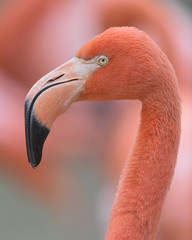 Pink flamingo closeup profile portrait against smooth pink background