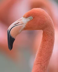 Foto op Canvas Pink flamingo closeup profile portrait against smooth pink background © gnagel