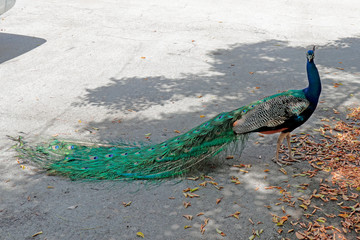 Obraz premium Very Large Tropical Wild Peacock Bird Looking at Viewer Outside