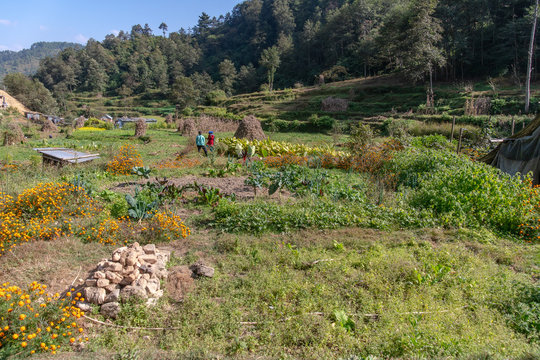 Permaculture Farm