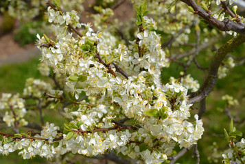 blühender Pflaumenbaum