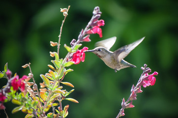 Hummingbird in Flight, Feeding from Flower, Close-Up