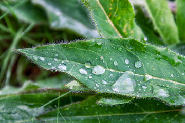 green leaf close up water drops,rain, dew