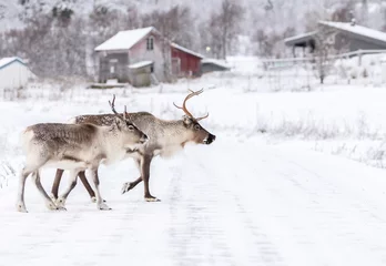Wall murals Reindeer Wild reindeers crossing road in winter wonderland town, Norway