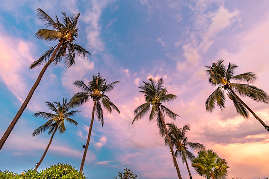 Palm trees at sunset in bali