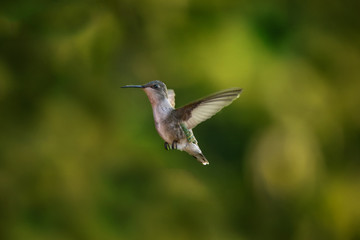 Hummingbird in Flight, Close-Up