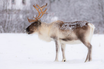 Wild male reindeer in winter wonderland, Norway