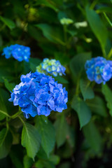 青く咲くいた紫陽花