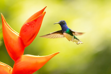Beautiful white necked Jacobin Hummingbird in flight with red flower in Costa Rica rainforest
