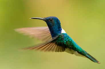Amazing white necked Jacobin Hummingbird in flight in Costa Rica rainforest