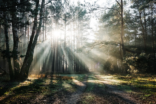 Sun Rays