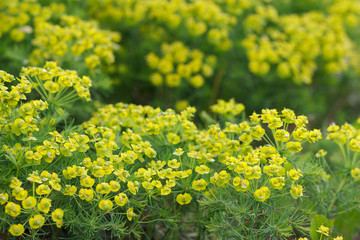 Gopher Spurge Flower - Euphorbia rigida. Bundle of bright yellow flowers of milkweed. Spring or...