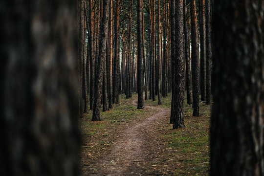 Waldweg Brandenburg