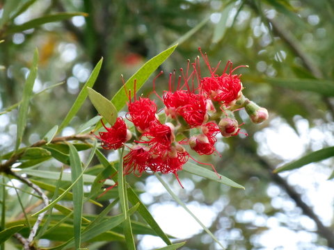 FLOR DEL SAUCE