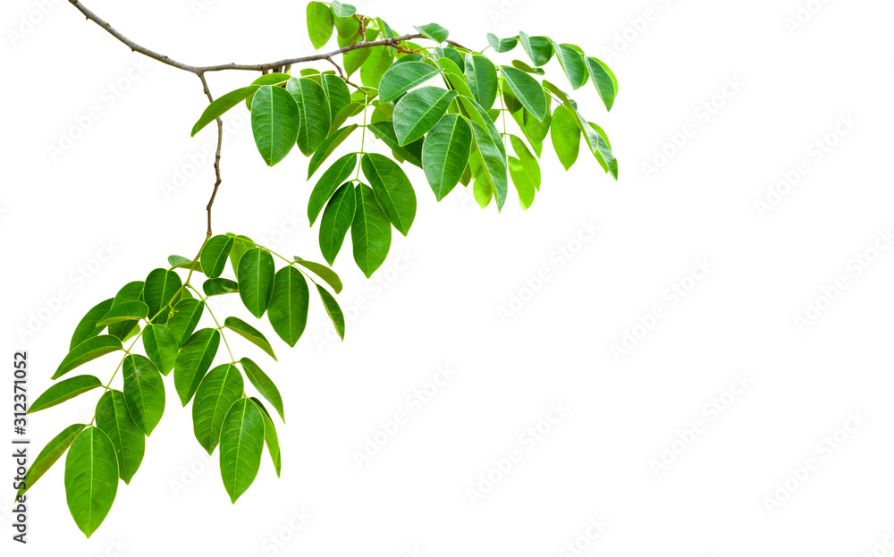 Poster isolated leave and branch on white background