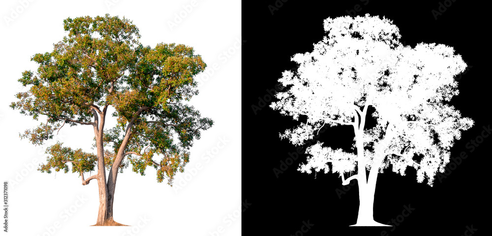 Poster isolated tree on white background with clipping path