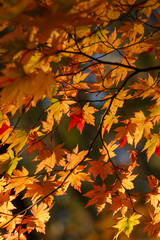 紅葉