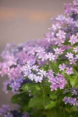 Obraz premium 公園に咲くピンク色の紫陽花
