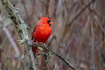 red male northern cardinal on a branch in thick wooden brush