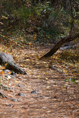 落ち葉のある遊歩道