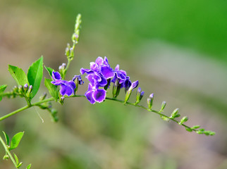 Sky flower; Golden dew drop; Pigeon berry; Duranta
