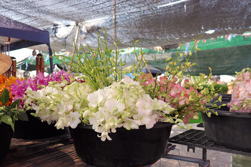 Orchids, ferns and flowers Thailand market