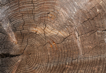 The texture of the cut of the old tree with a beautiful background