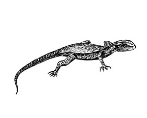 lizard isolated on white background