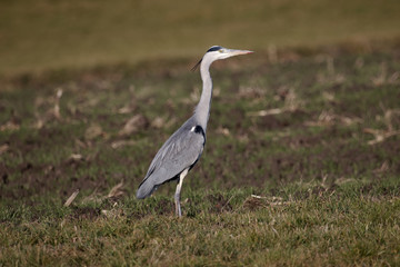 grey heron (Ardea cinerea) in german countryside