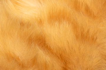 Red cat fur texture