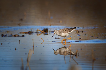 yellow leg shore bird feeding in shallow pond in a crop field
