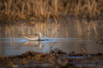 yellow leg shore bird bathing in shallow pond in a crop field