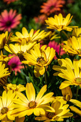 a single bee collecting pollen from a collection of colourful flowers found in the center of Marbella, Spain 