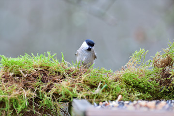 Portrait of marsh tit sitting on a branch with a green moss