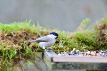 Marsh tit sitting on a feeder rack with sunflower seeds for feeding in autumn