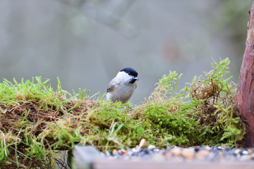 Portrait of marsh tit sitting on a branch with a green moss