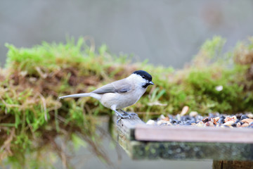 Marsh tit sitting on a feeder rack with sunflower seeds for feeding in autumn
