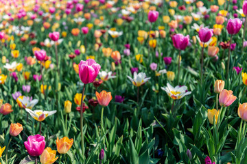 One of the world's largest flower gardens in Lisse, the Netherlands. Close up of blooming flowerbeds of tulips