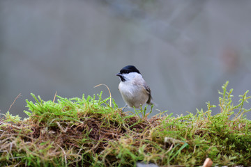 Portrait of marsh tit sitting on a branch with a green moss