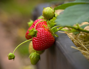 bush of fresh red strawberry on straw, hay in summer garden