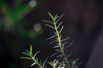 Fresh Rosemary Herb grow outdoor. Rosemary leaves Close-up.